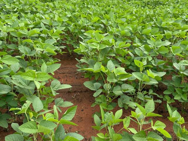 #3038 - Fazenda para Venda em Barra do Ouro - TO - 3