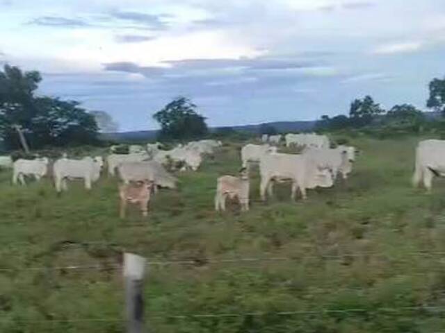 Fazenda para Venda em Barra do Ouro - 5