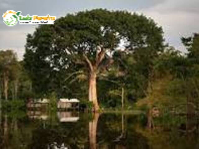#3044 - Fazenda para Venda em Pauini - AM - 1