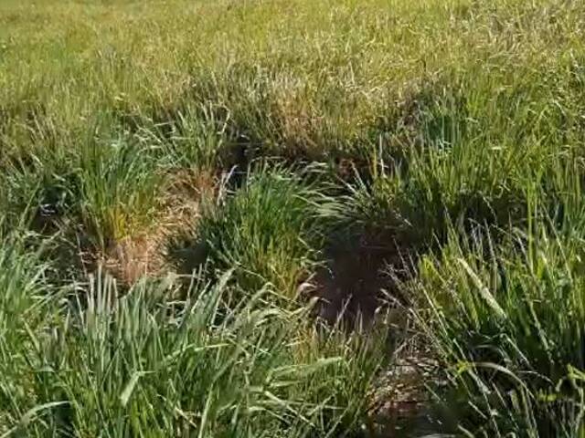 #3052 - Fazenda para Venda em Jacundá - PA - 3