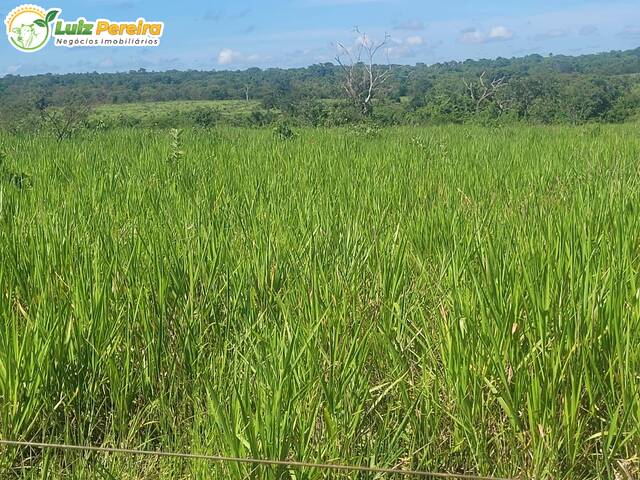 Fazenda para Venda em Aparecida do Taboado - 5