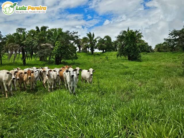 Fazenda para Venda em Paranaíba - 4