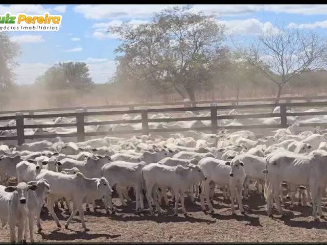#3060 - Fazenda para Venda em Itaguaçu da Bahia - BA - 1