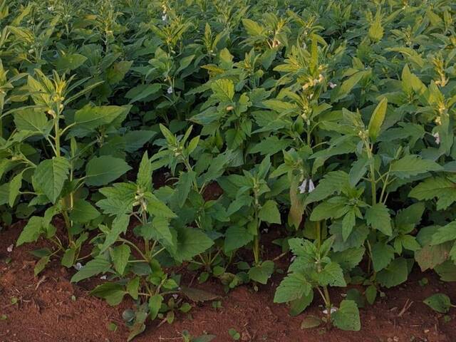 #3062 - Fazenda para Venda em Nova Xavantina - MT - 3