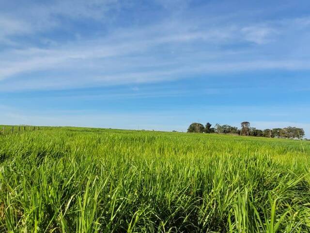 Fazenda para Venda em Pedro Gomes - 4