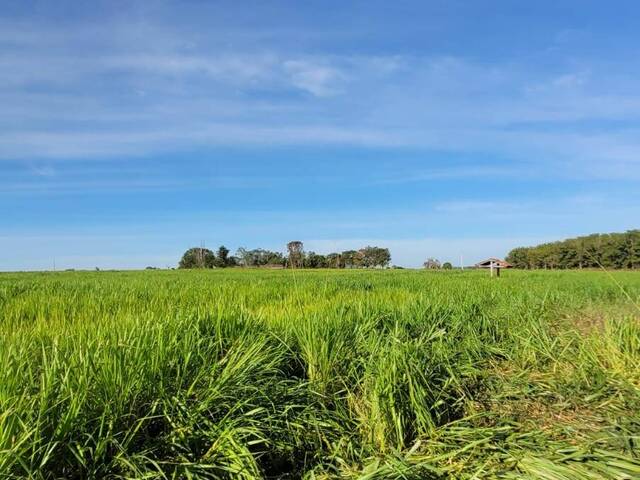 Fazenda para Venda em Pedro Gomes - 5
