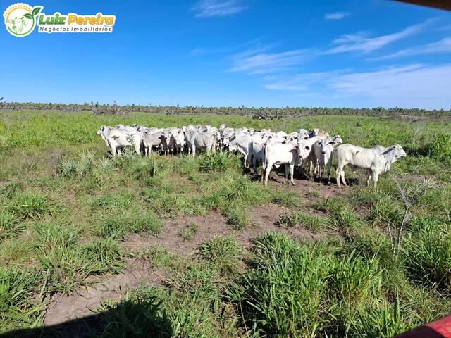 #3065 - Fazenda para Venda em Porto Murtinho - MS - 1