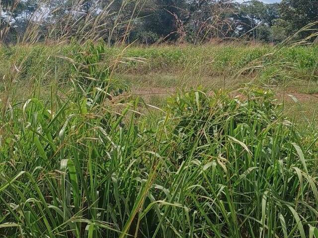 Fazenda para Venda em Porto Franco - 4