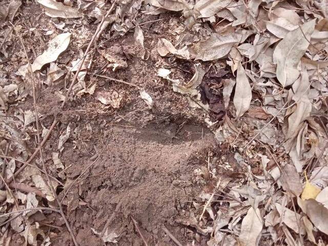 Fazenda para Venda em São Francisco do Maranhão - 4