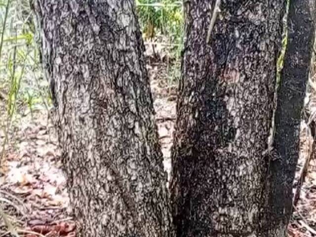 #3073 - Chácara para Venda em Portel - PA - 1