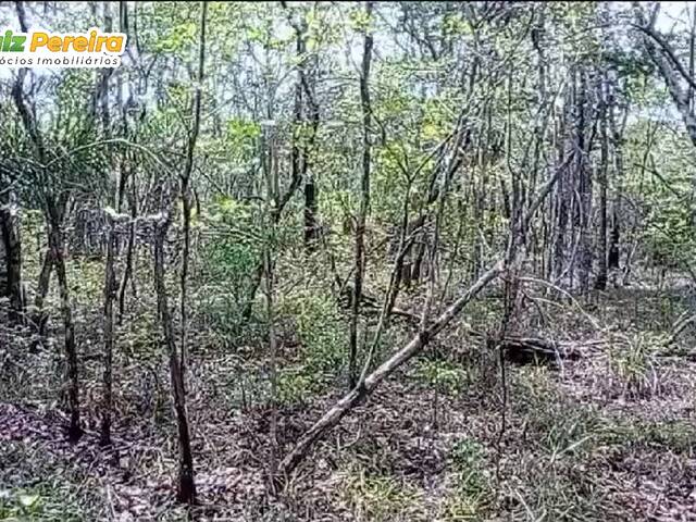 #3073 - Chácara para Venda em Portel - PA - 3