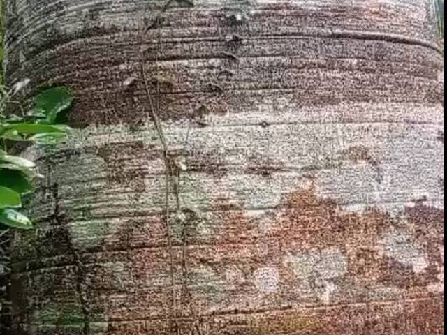 Chácara para Venda em Barra do Ouro - 5
