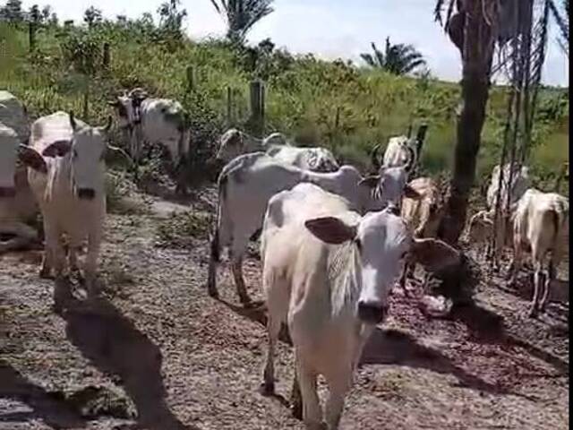 #3075 - Fazenda para Venda em Jacundá - PA - 2