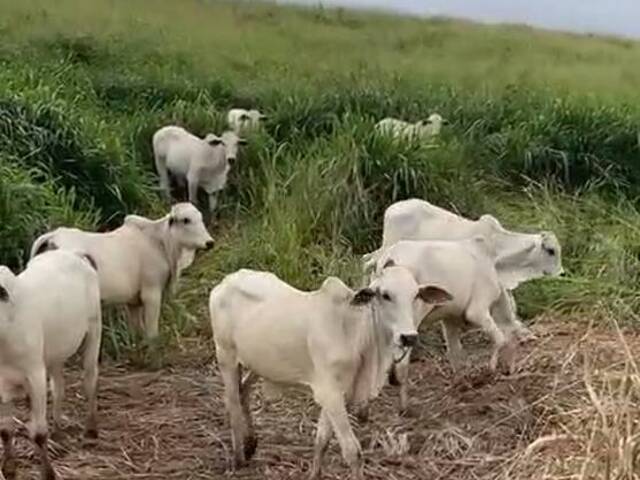 #3075 - Fazenda para Venda em Jacundá - PA - 3