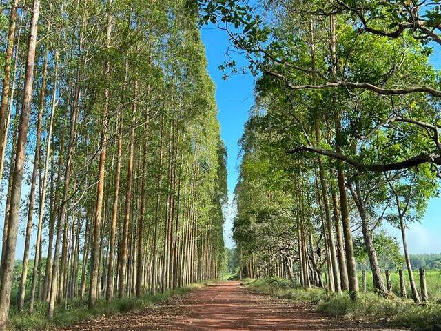 #3078 - Fazenda para Venda em Tucuruí - PA - 2