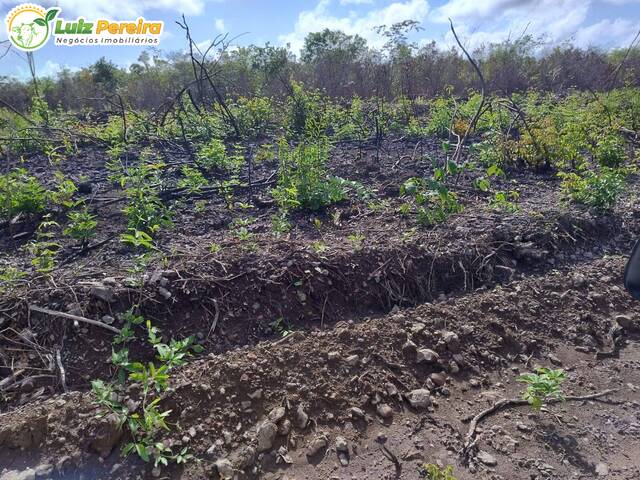 Fazenda para Venda em Miguel Alves - 4