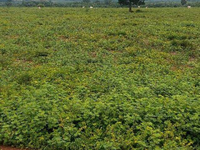 Fazenda para Venda em Rio Maria - 4