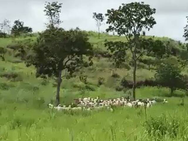 Fazenda para Venda em Palmeiras do Tocantins - 4
