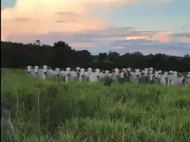 Fazenda para Venda em Palmeiras do Tocantins - 5