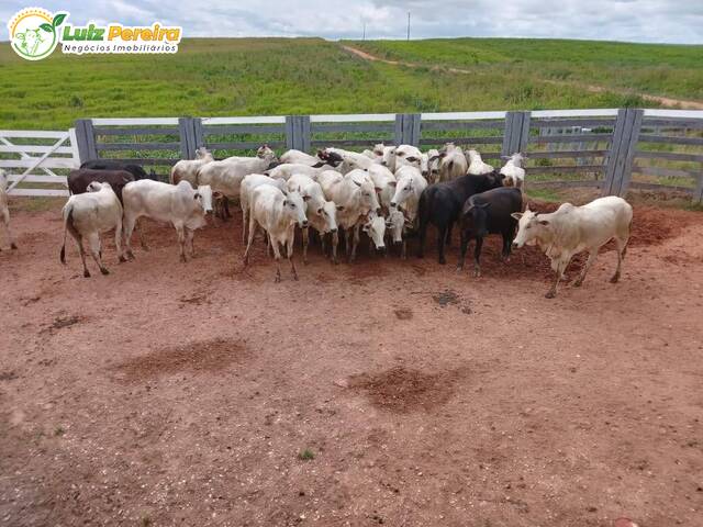 Fazenda para Venda em Marabá - 4