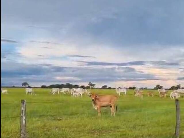#3095 - Fazenda para Venda em Portel - PA - 3