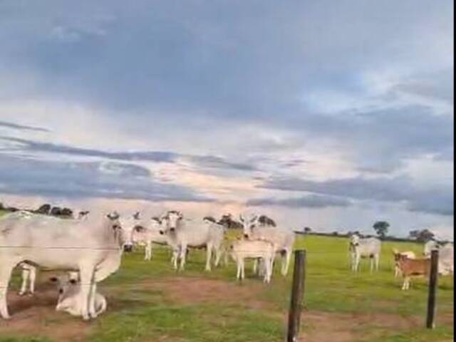 #3095 - Fazenda para Venda em Portel - PA - 1