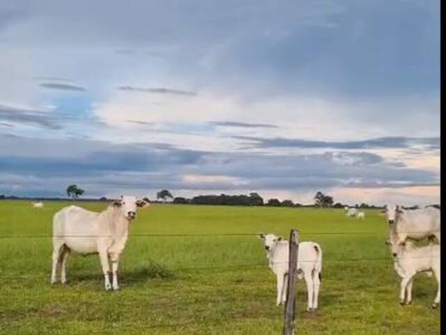 #3095 - Fazenda para Venda em Portel - PA - 2