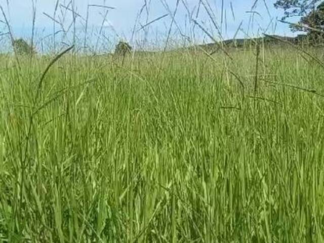 #3097 - Fazenda para Venda em Barra do Garças - MT - 3