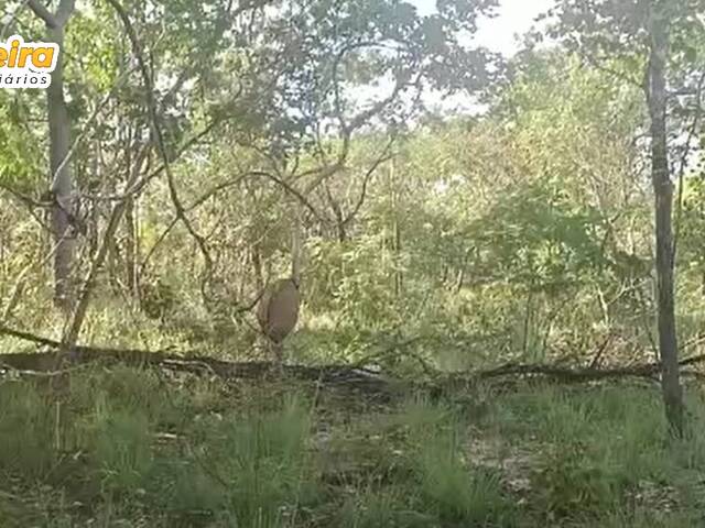 Fazenda para Venda em Barra do Corda - 4