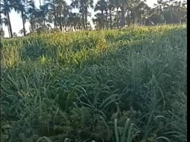 Fazenda para Venda em Anapu - 5