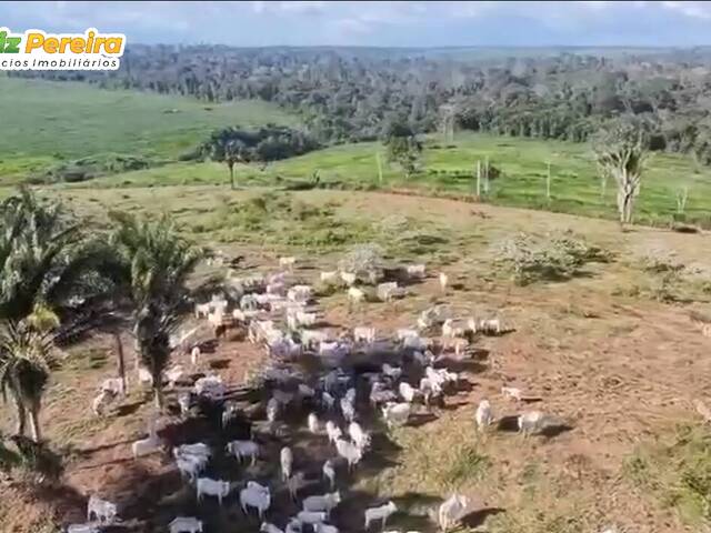 #3108 - Fazenda para Venda em Altamira - PA - 1