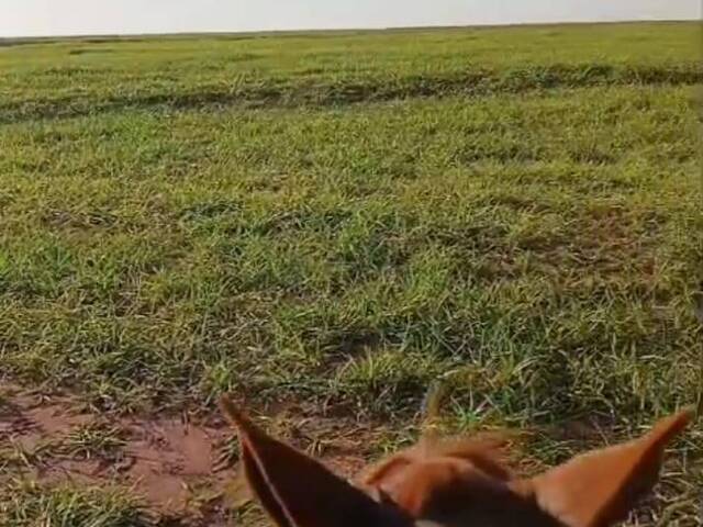 #3110 - Fazenda para Venda em Bataguassu - MS - 2