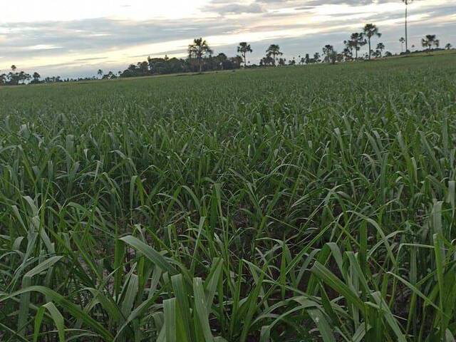 Fazenda para Venda em Bataiporã - 4