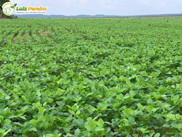 Fazenda para Venda em Goiatins - 4