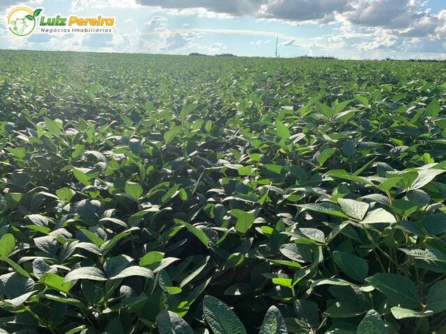 #3114 - Fazenda para Venda em Goiatins - TO - 2
