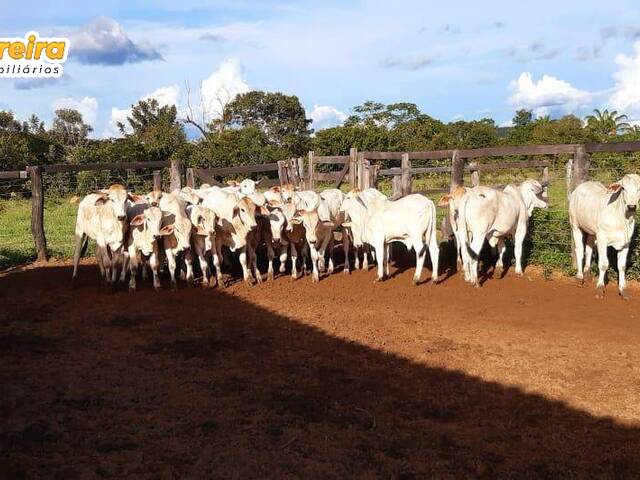 Fazenda para Venda em Goiatins - 5