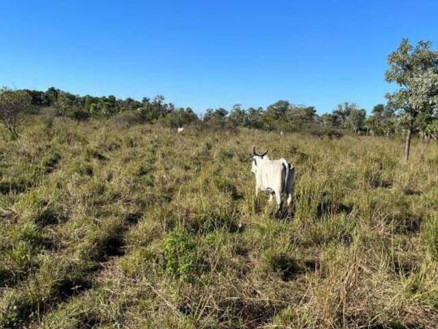 Fazenda para Venda em Miranda - 4