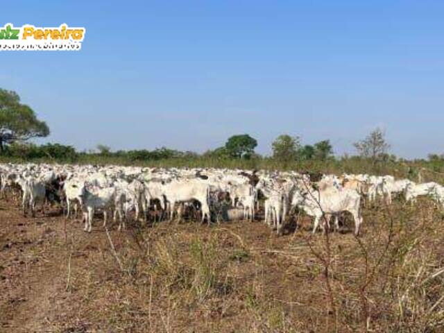 #3119 - Fazenda para Venda em Miranda - MS - 3