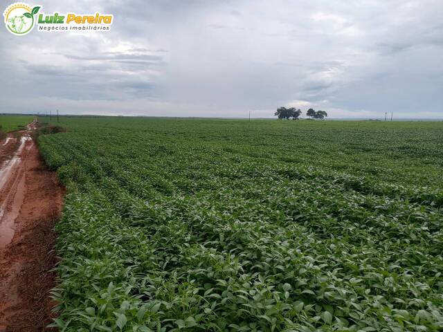 #3124 - Fazenda para Venda em Santa Maria do Tocantins - TO - 3