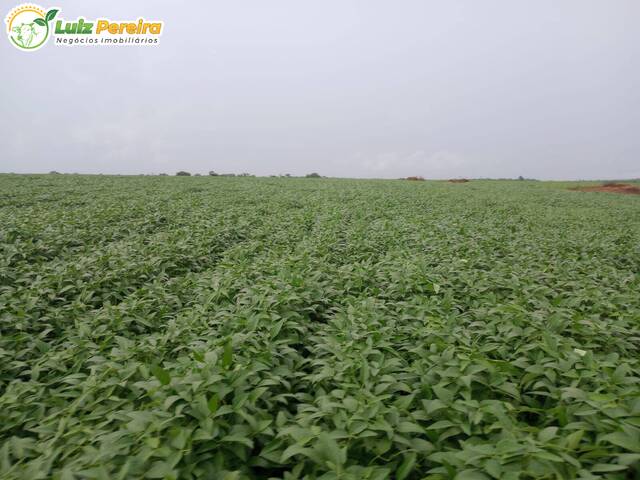 #3124 - Fazenda para Venda em Santa Maria do Tocantins - TO - 1