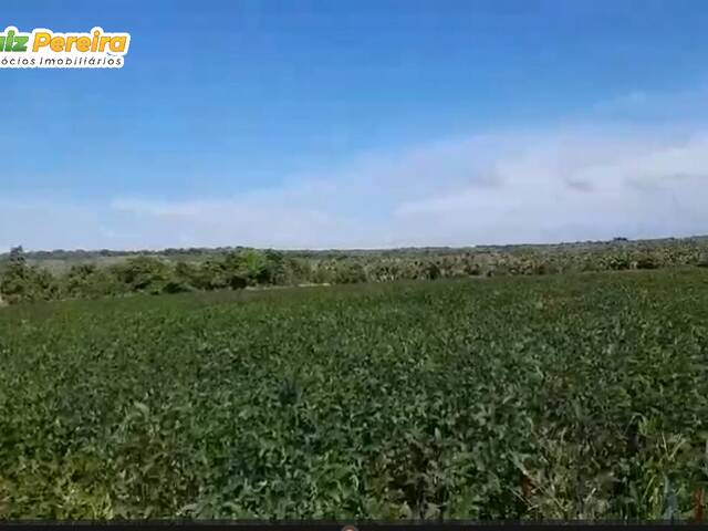 Fazenda para Venda em Juscimeira - 4
