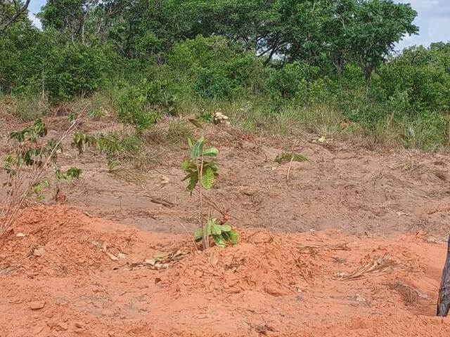 Fazenda para Venda em Araguaína - 5