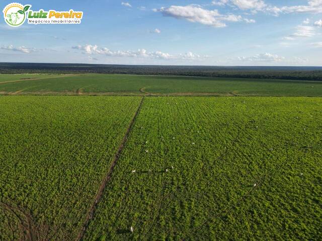 Fazenda para Venda em Juscimeira - 4
