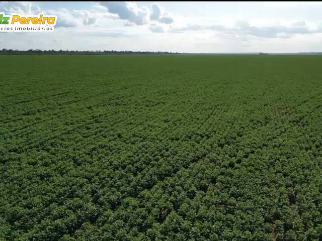 Fazenda para Venda em Juscimeira - 5