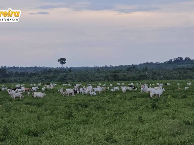 #3139 - Fazenda para Venda em Portel - PA - 2