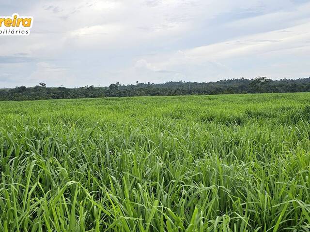 Fazenda para Venda em Marabá - 4