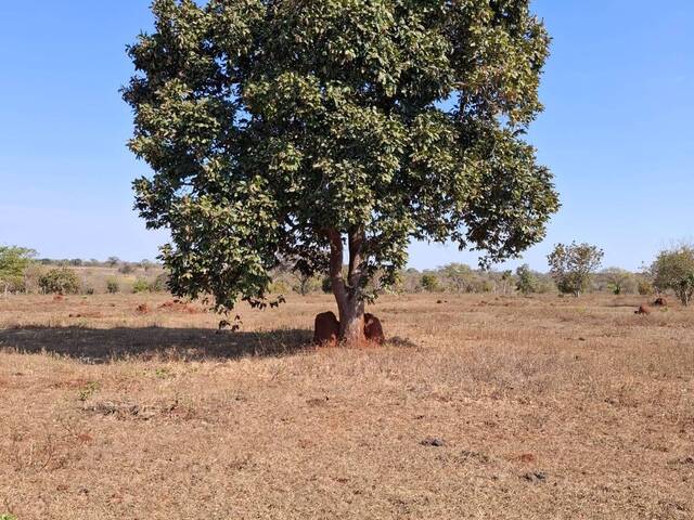 #3142 - Fazenda para Venda em Portel - PA - 1