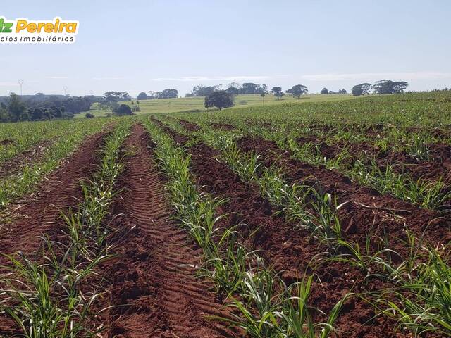 #3145 - Fazenda para Venda em Caieiras - SP - 1