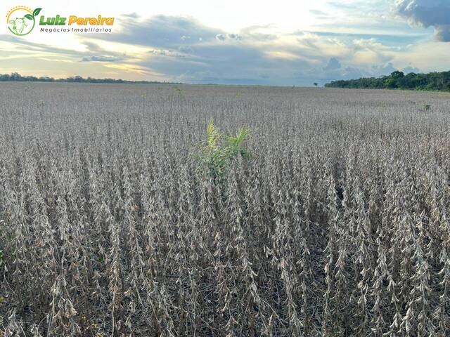 Fazenda para Venda em Goiatins - 4