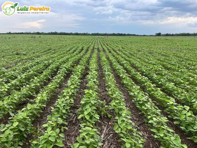 #3158 - Fazenda para Venda em Goiatins - TO - 1
